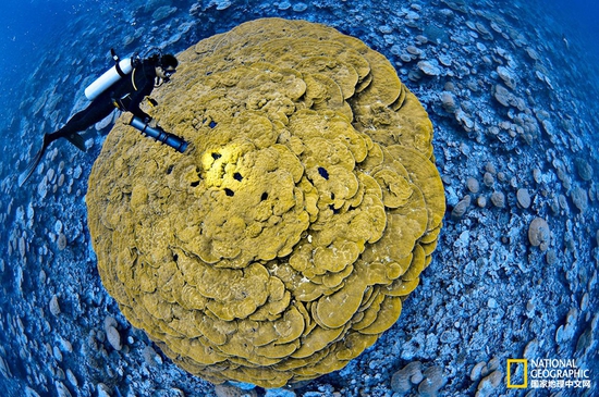 金曼礁國家紀(jì)念區(qū)，太平洋攝影：Brian Skerry，國家地理創(chuàng)意版