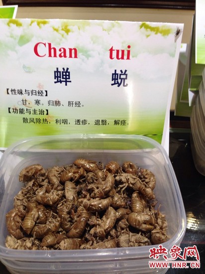 你可能沒想到，這個(gè)知了幼蟲退下的皮還是一味藥，對嗎？