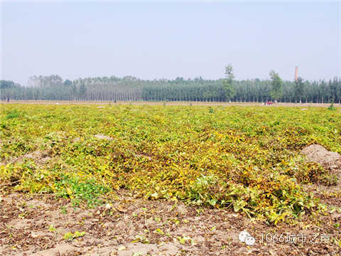 一望無(wú)際的山藥基地。據(jù)說(shuō)，一季山藥后，土地需要五年才能恢復(fù)。