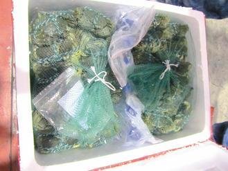  大陸進(jìn)口大閘蟹被檢出禁用的動(dòng)物用藥，已全數(shù)銷毀。 圖片來源：臺(tái)灣《聯(lián)合報(bào)》