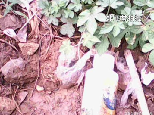 大棚蔬菜園區(qū)里到處丟棄著農(nóng)藥廢物。