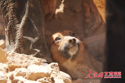 探出頭的小黃狗期待地看著救他的人。王生元/攝
