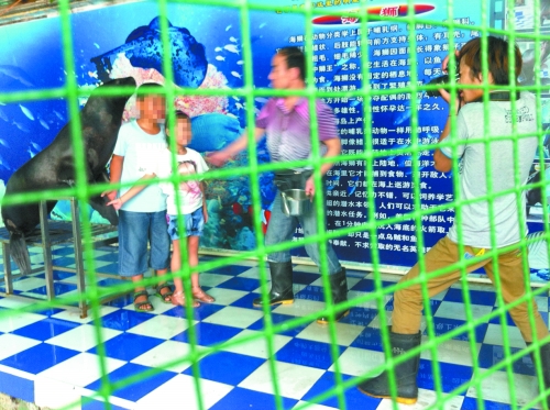 海獅就這樣被飼養(yǎng)員和攝影師擺弄，稍不聽話就會遭到毒打。