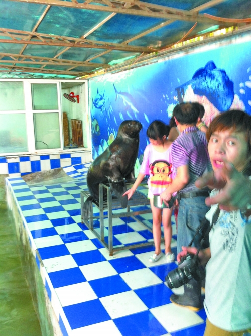 海獅館內(nèi)的攝影師警惕性很高,禁止記者拍照。