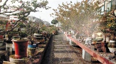 劉光嘉出示博物館內(nèi)部圖片中，擺放著各種盆景。