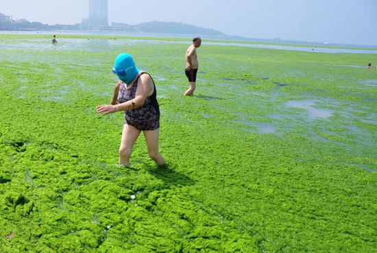 2013年7月3日，山東青島青島高溫來(lái)襲，“青島大媽”不懼滸苔，戴著“強(qiáng)盜面具”出現(xiàn)在海水浴場(chǎng)消暑降