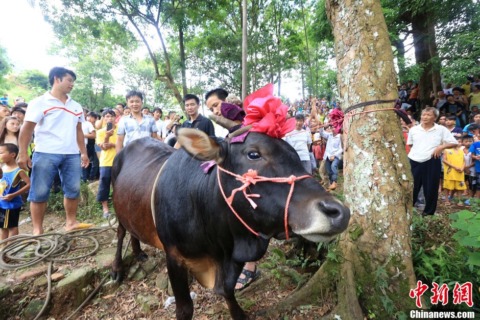 圖為村民給一頭黃牛頭戴上紅花準(zhǔn)備進(jìn)行“牽牛上樹(shù)”儀式。 譚凱興 攝
