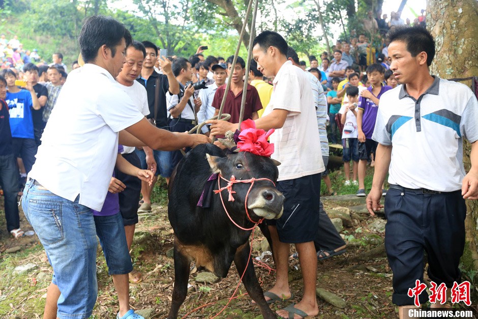 村民給黃牛套上繩索，準(zhǔn)備進(jìn)行儀式。 譚凱興 攝
