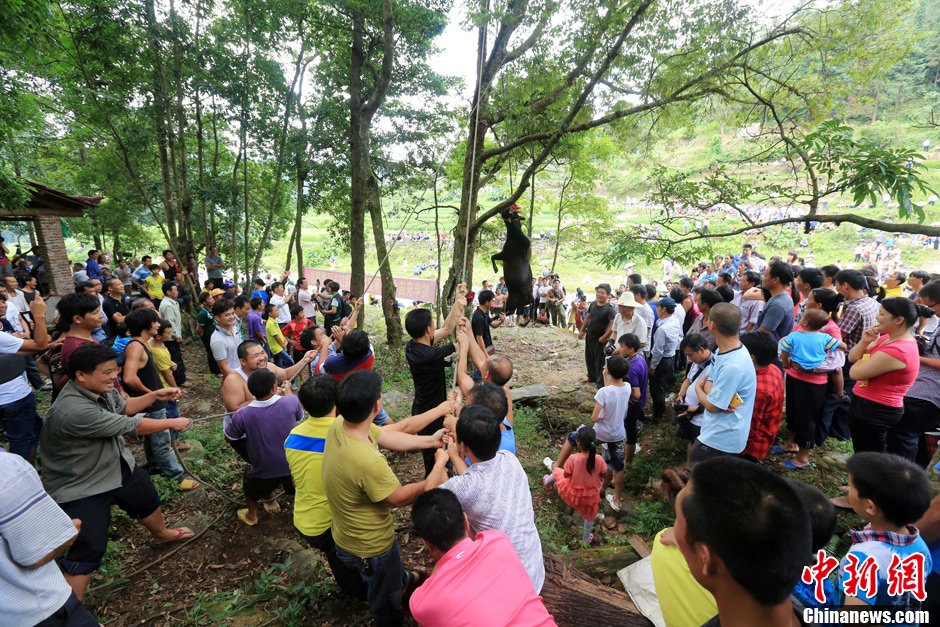 黃牛被侗族村民合力吊在樹(shù)上。譚凱興 攝
