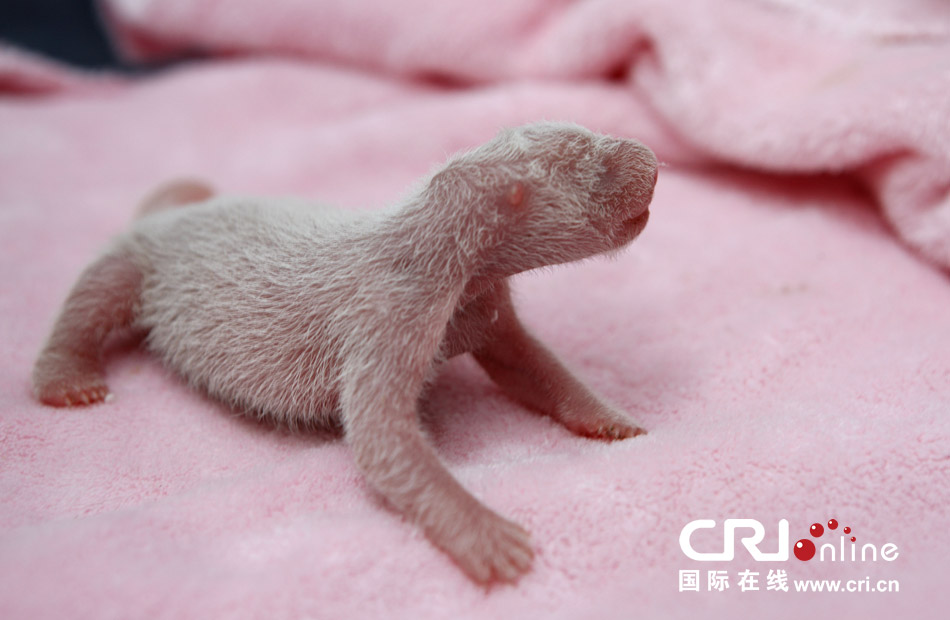 2013年7月11日，成都大熊貓繁育研究基地月亮產(chǎn)房，新生大熊貓寶寶在育嬰箱里憨態(tài)可掬。