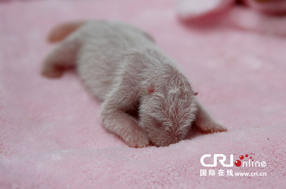 2013年7月11日，成都大熊貓繁育研究基地月亮產(chǎn)房，新生大熊貓寶寶在育嬰箱里憨態(tài)可掬。