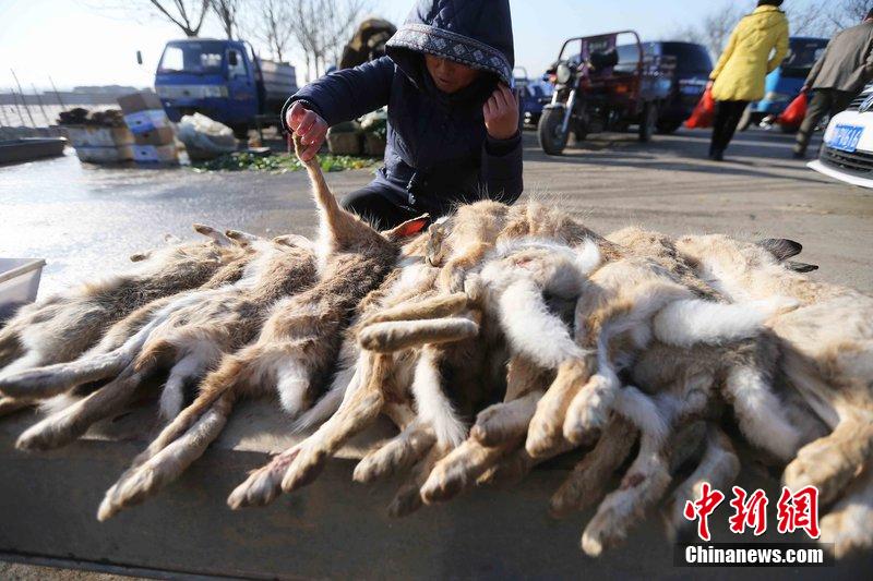 圖為12月14日，104國道靜?？h城附近，家養(yǎng)的大雁和野鴨被擺在一起售賣。田寶希 攝 圖片來源：CF