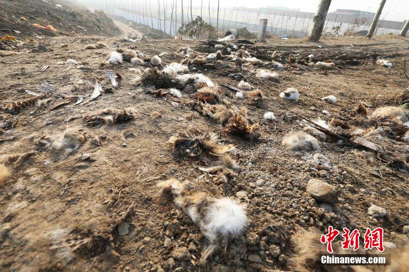 圖為12月1日，104國道靜?？h城附近，野兔的皮毛內(nèi)臟等殘留物散落一地，寒風(fēng)中飄著一股刺鼻的酸臭味。