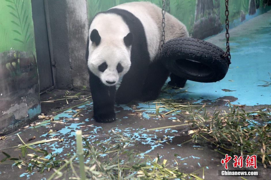 　3月17日，河南鄭州動(dòng)物園內(nèi)的大熊貓“龍昇”。