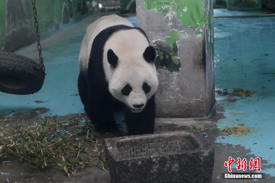 3月17日，河南鄭州動(dòng)物園內(nèi)的大熊貓“龍昇”。