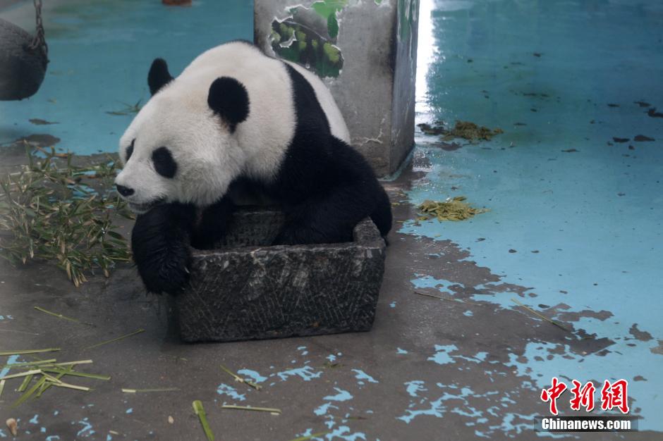 3月17日，河南鄭州動(dòng)物園內(nèi)的大熊貓“龍昇”。