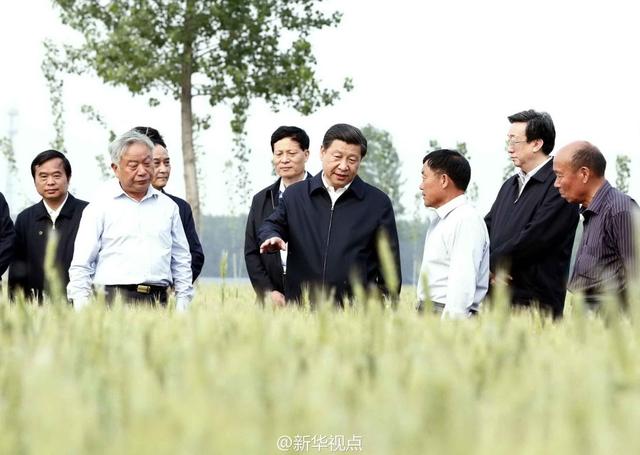 習(xí)近平走進(jìn)糧田,看麥穗灌漿,問(wèn)農(nóng)田建設(shè)。