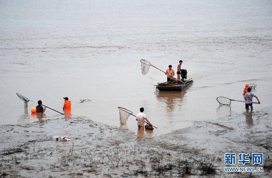 7月6日,在山西省平陸縣黃河河道內(nèi),人們在捕撈黃河“流魚”。