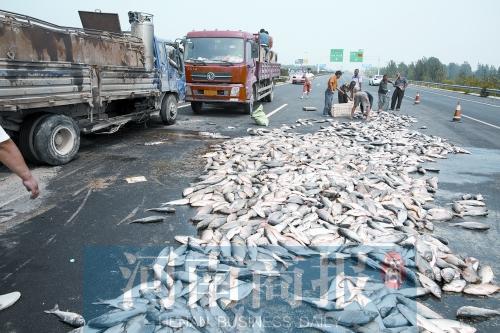 貨車翻,魚滿地。