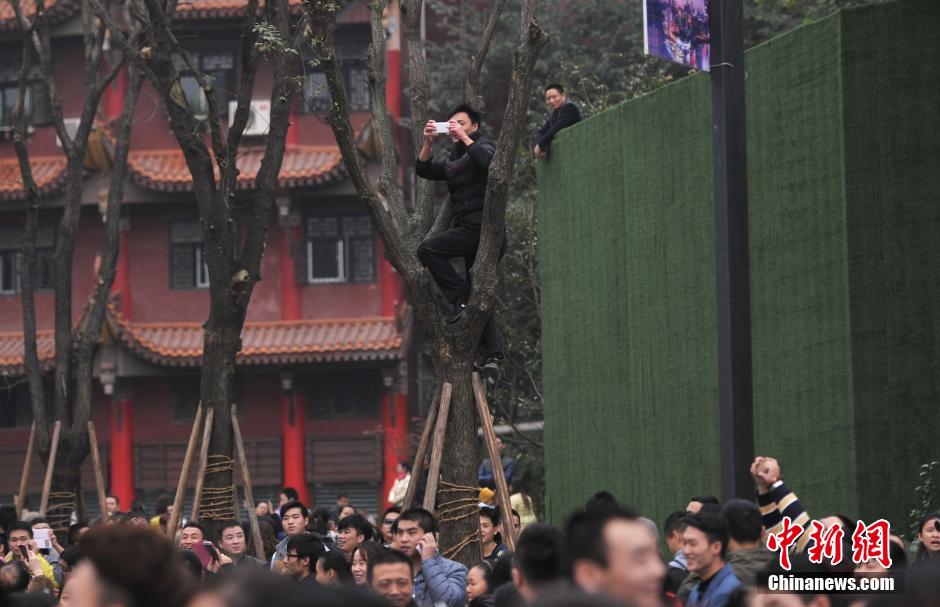 重慶一市民為占據有利位置，爬上銀杏樹觀看自己喜歡的明星。
