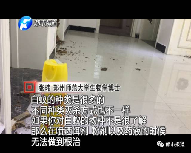 蟻?zhàn)宕筌娙肭?！十幾萬裝修的新家被“吃掉”