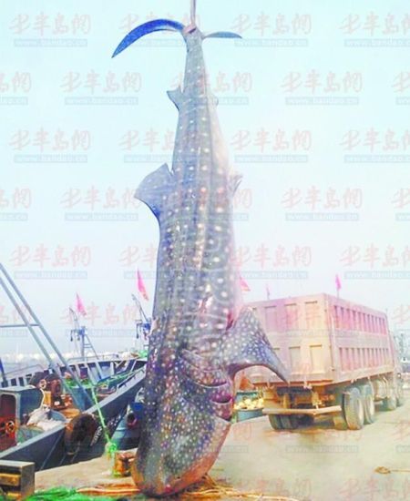 9月8日，日照漁民捕獲的重達10余噸的鯨鯊。(照片來自大眾網(wǎng))