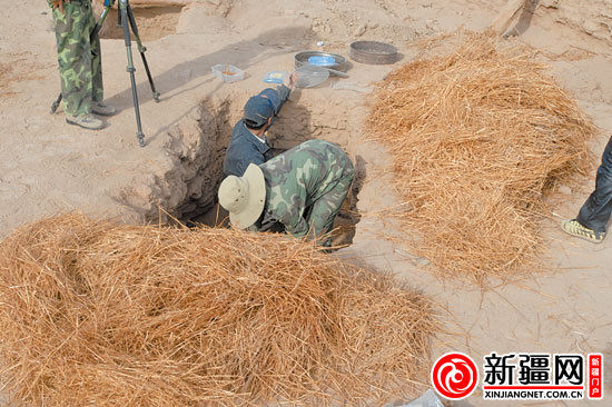 考古人員正在清理麥稈。（圖由中國科學院人文學院科技室與科技考古系提供）