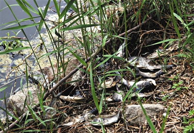 南沙河中漂浮著大量生活垃圾和腐爛水草等物，岸邊出現(xiàn)大量死魚(yú)。新京報(bào)記者郭鐵流攝