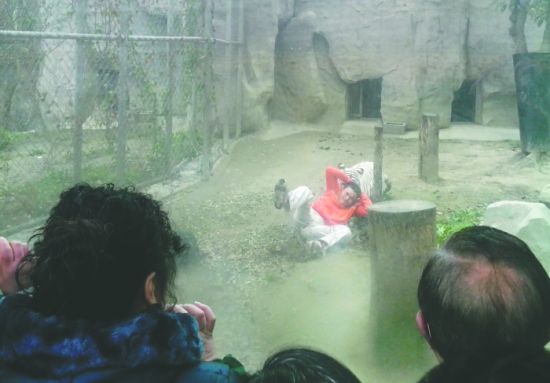 昨日，成都動物園，男子進入白虎活動區(qū)后被白虎拖行。動物園出動50多人成功營救下他