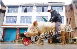 蔣大爺騎著他的種豬出門，回頭率很高。