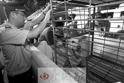 相關(guān)部門將加強(qiáng)管理，今年12月起烈性犬一律沒收。 （資料圖）