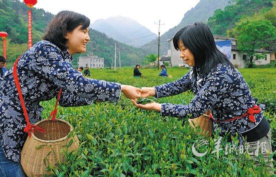 　　名茶六安瓜片原產(chǎn)地,游客身穿采茶女服裝在茶園體驗采摘新茶的樂趣。