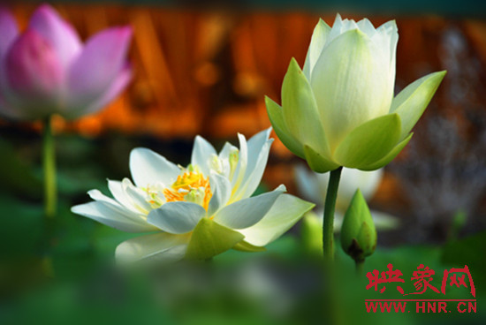 7月5日,第七屆淮陽荷花節(jié)將于7月8日正式拉開序幕。