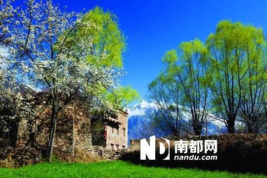 　　三月里,川西北的梨花盛放,寨子、碉樓、梨花……構成最美的丹巴風光。