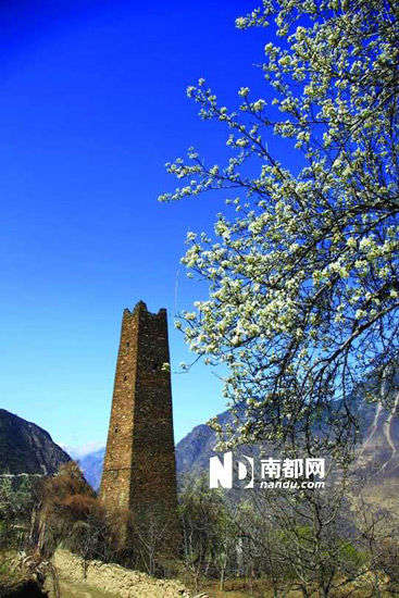 　　丹巴的碉樓與梨花互相輝映。