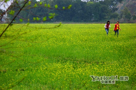 　　英德國家森林公園是廣東唯一的油菜花主題旅游景區(qū)。(圖片來源:CFP)