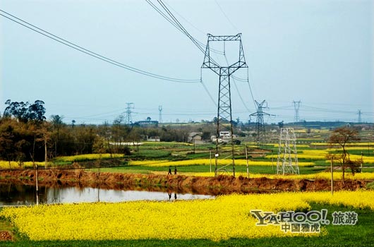 　　三月是川西平原油菜花盛開的季節(jié)。(圖片來源:CFP)