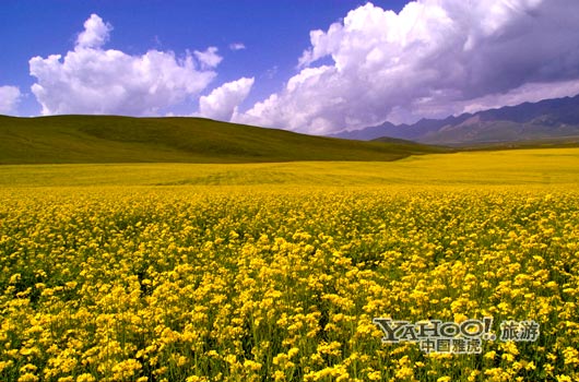 　　青海門源的油菜花景色甚為壯觀,十足的西部風(fēng)味。(圖片來源:CFP)