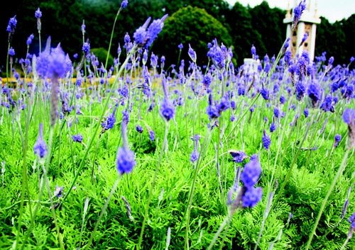 　　日月潭九族文化村內(nèi)水沙連歐洲花園園區(qū)內(nèi)數(shù)十萬株熏衣草,已開得美不勝收,令游客陶醉。