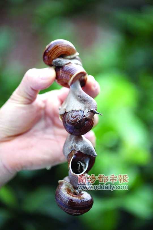 廣西的野生蝸牛追求原汁原味，做法也非常精簡。