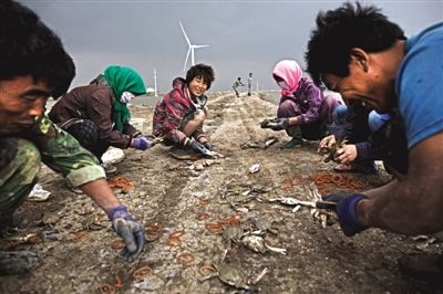 大雨將至，渤海邊的蟹池旁，蟹農(nóng)們不慌不忙地收綁梭子蟹。