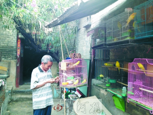 郭家大院的看護(hù)人郭天育老人在給鸚鵡喂食，對大院，他很不舍。
