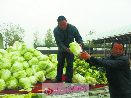 白菜進(jìn)入大量上市期,但價格卻不便宜。