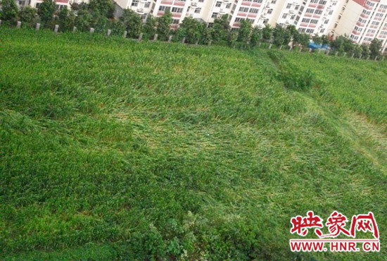 據(jù)映象網(wǎng)網(wǎng)友趙冠召反映，8月7日下午鄭州高新技術(shù)開發(fā)區(qū)突降暴雨冰雹，致使附近農(nóng)田近三分之一玉米倒伏