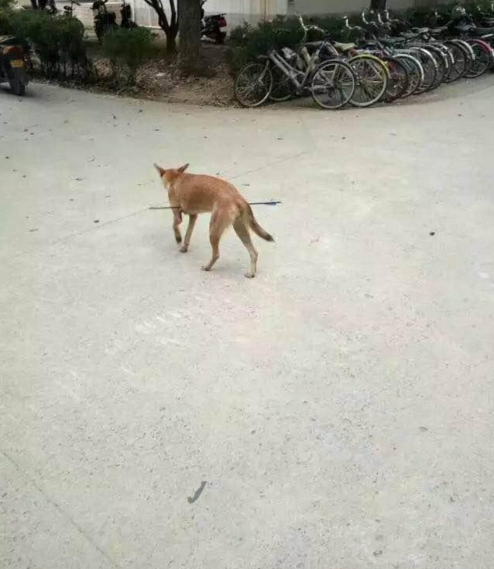 華科大校園內(nèi)，一條流浪狗腹部被箭射穿，地上留著斑斑血跡。