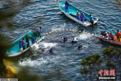 當?shù)貢r間2014年1月21日，日本太地“海豚灣”，日本漁民圍捕入網(wǎng)的海豚。 據(jù)報道，在一年一度的海豚圍捕活動中，已有數(shù)百海豚被獵殺。