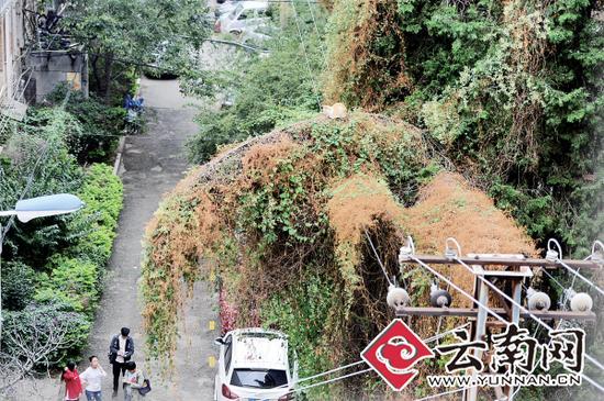 小貓蹲在一根纏滿了藤蔓的樹枝上。