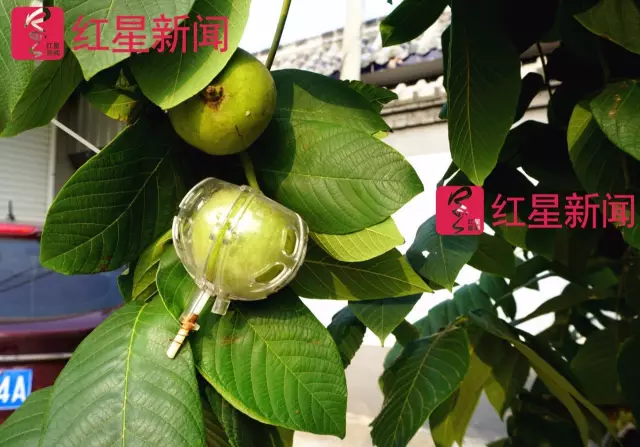 文玩核桃遇冷由幾萬一對降到5元沒人要？商戶否認(rèn)