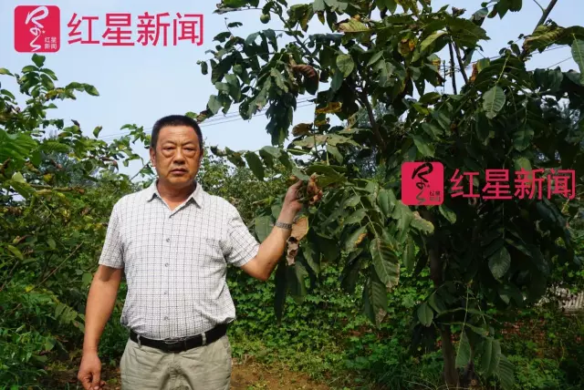 文玩核桃遇冷由幾萬一對降到5元沒人要？商戶否認(rèn)