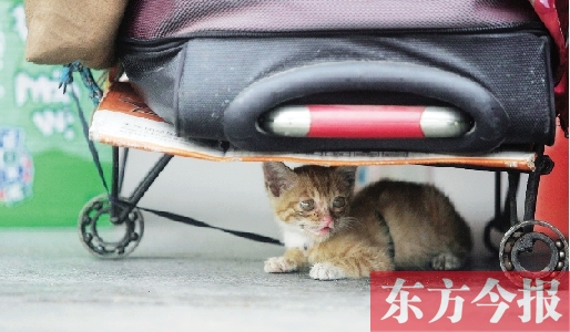 昨日，鄭州火車(chē)站廣場(chǎng)。一只小貓鉆到了行李下躲避烈日